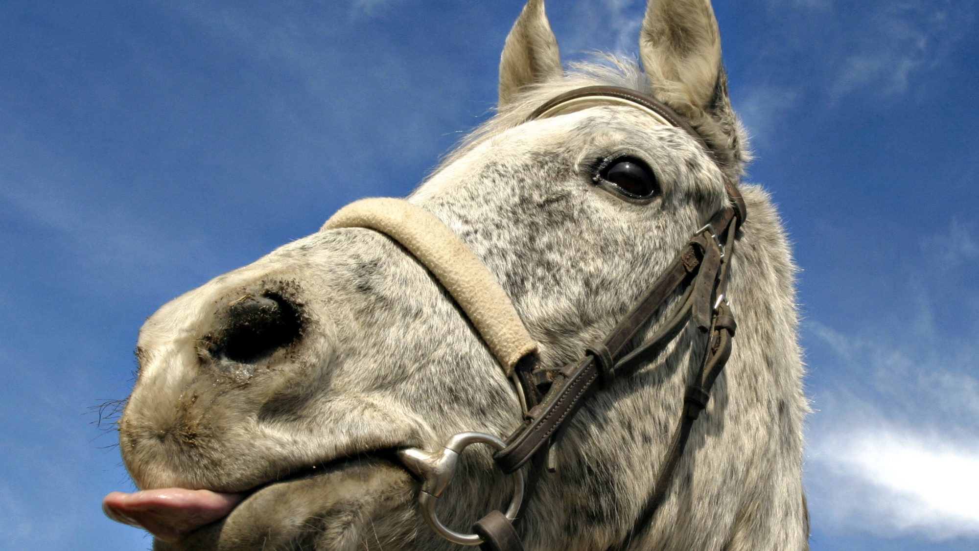 A horse with its tongue out