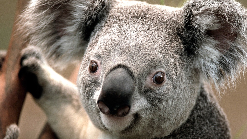 Koalas Sex Secret An Organ In The Throat If You Know