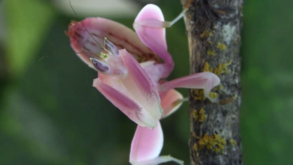 The Orchid Mantis May Be The Most Beautiful Bug We've Ever Seen | Grist