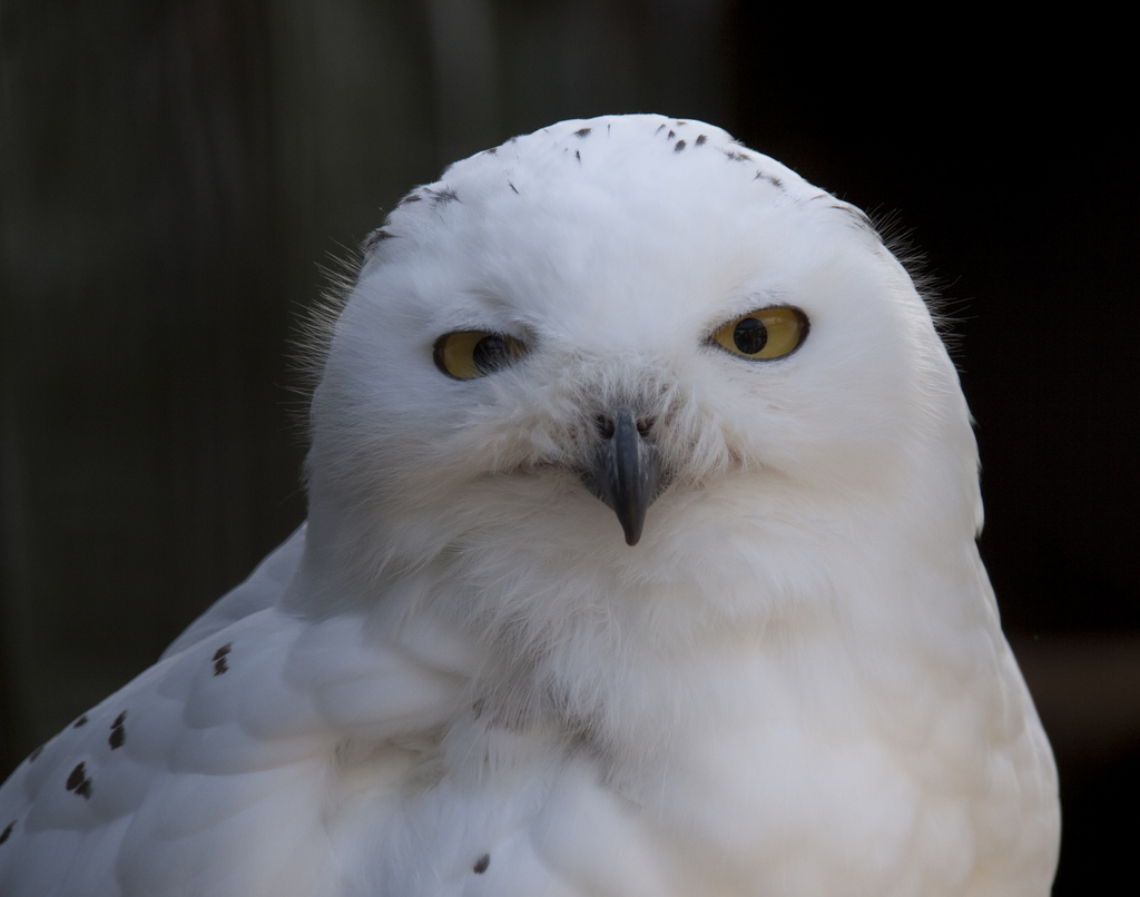 Good day for snowy owls: Delaware likes them, New York has decided not 