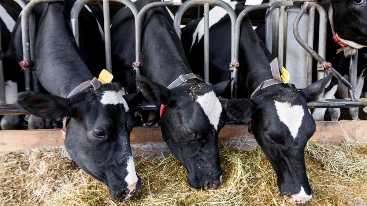 Dairy cows