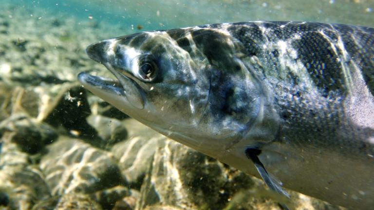 Atlantic salmon