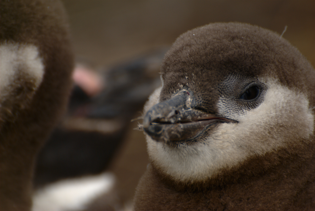 pipeline penguins