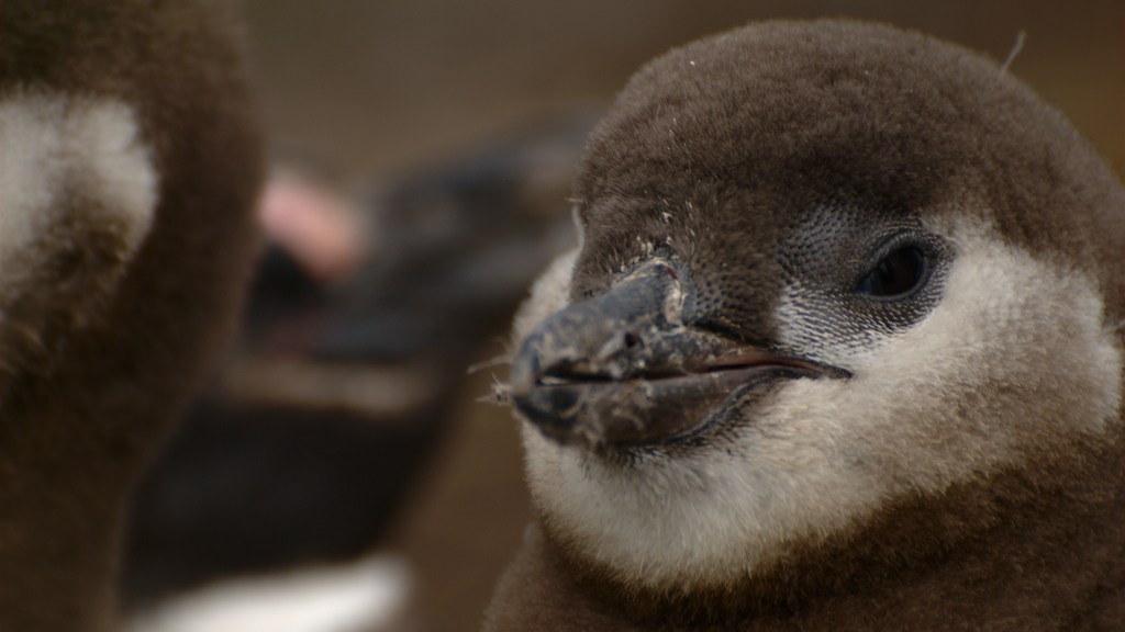 Climate change is directly responsible for killing baby penguins | Grist