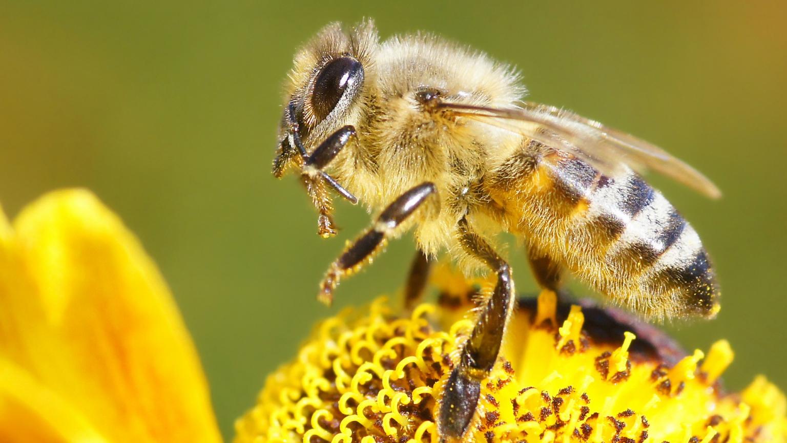 Climate change is killing bees | Grist