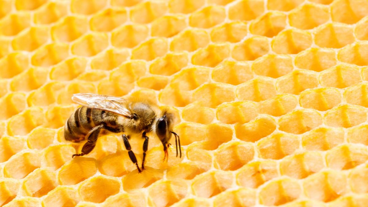 a bee on a honeycomb