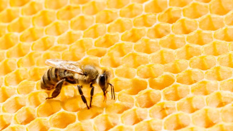 a bee on a honeycomb