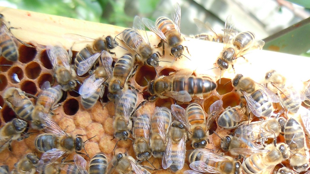 British thieves make off with thousands of sleeping bees | Grist