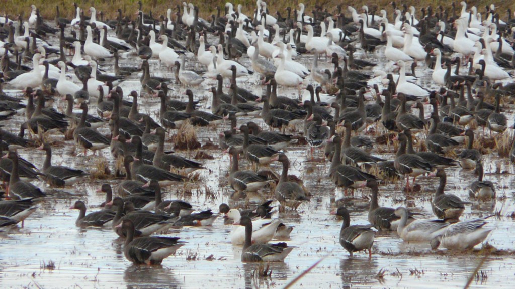 Birds in a Californian rice paddy.
