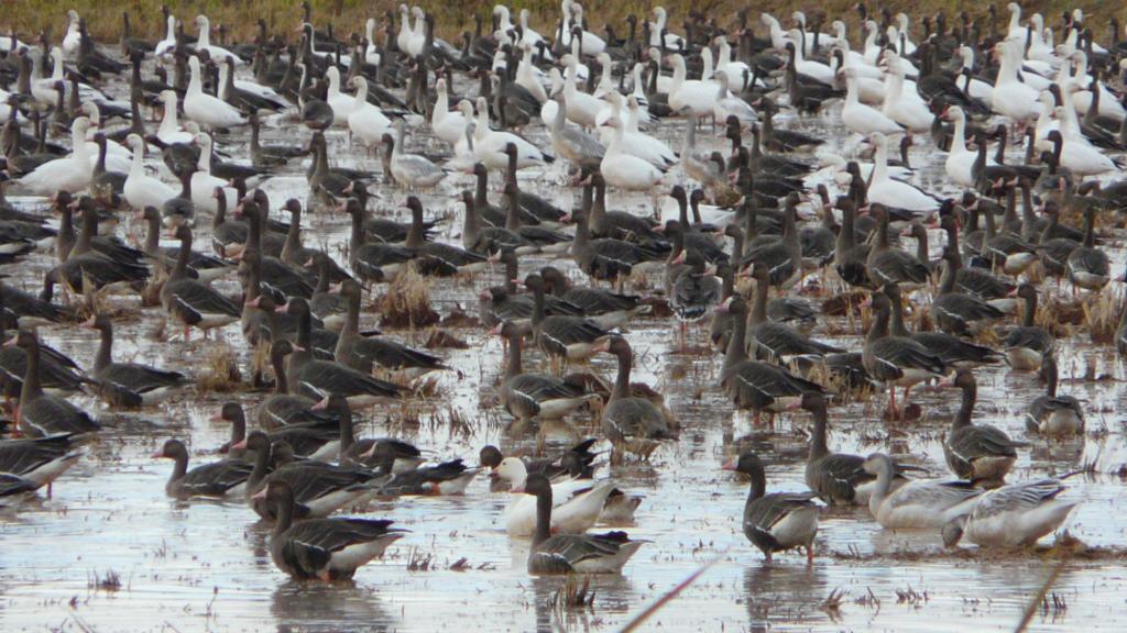 Birds in a Californian rice paddy.