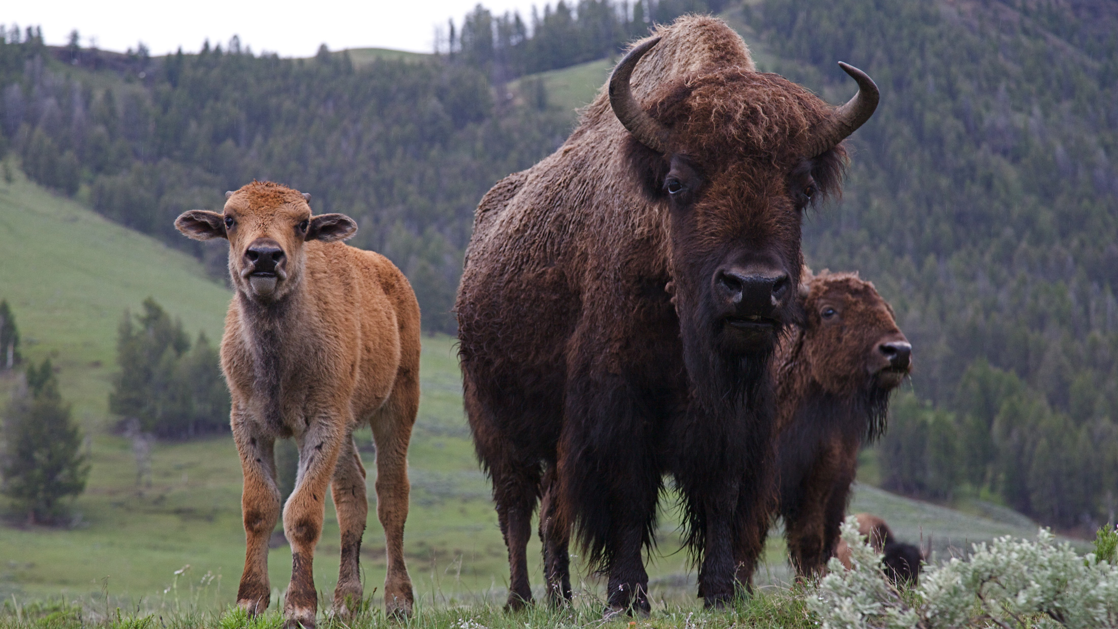 Cattle ranchers lose bid to shoot bison with biobullets Grist