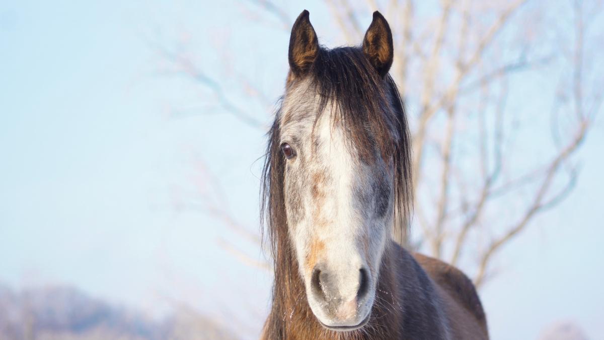 A horse