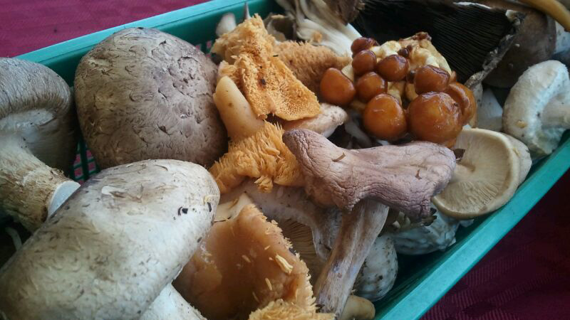 farmer's market mushrooms
