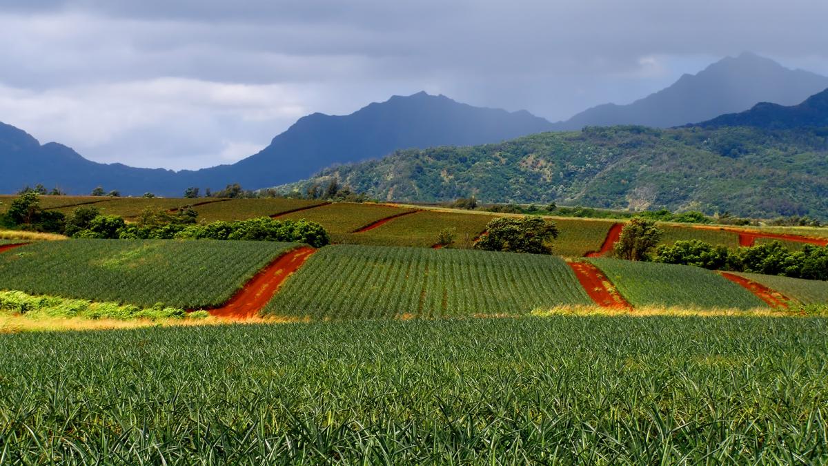 Pineapple farms on Hawaii