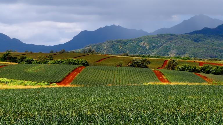 Pineapple farms on Hawaii
