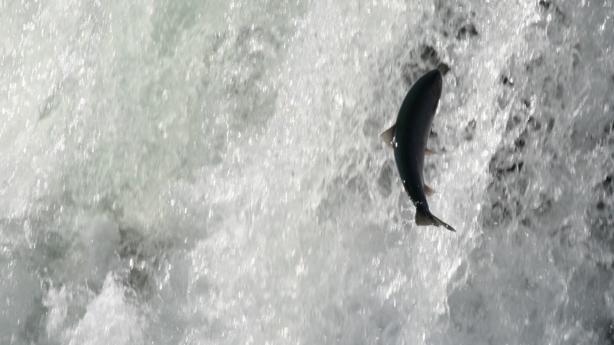 A salmon in Canada