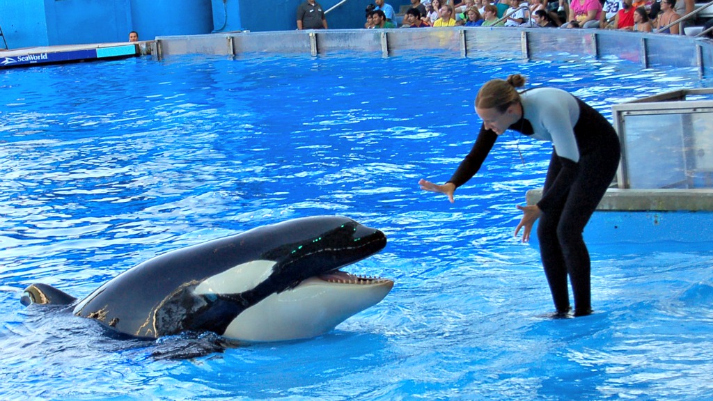 SeaWorld only spends 0.0006 percent of revenue on animal rescue and ...