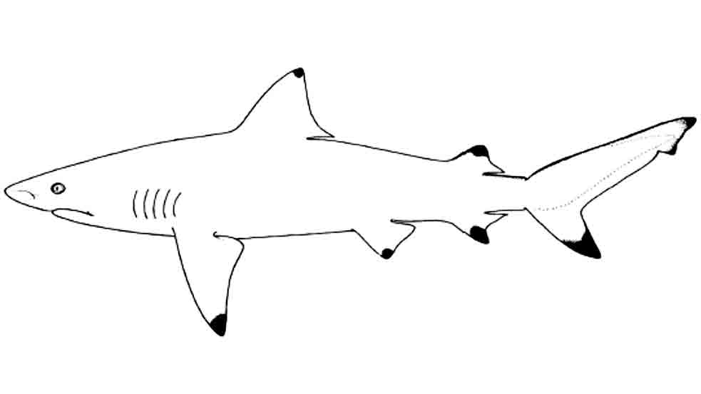 extinct shark species