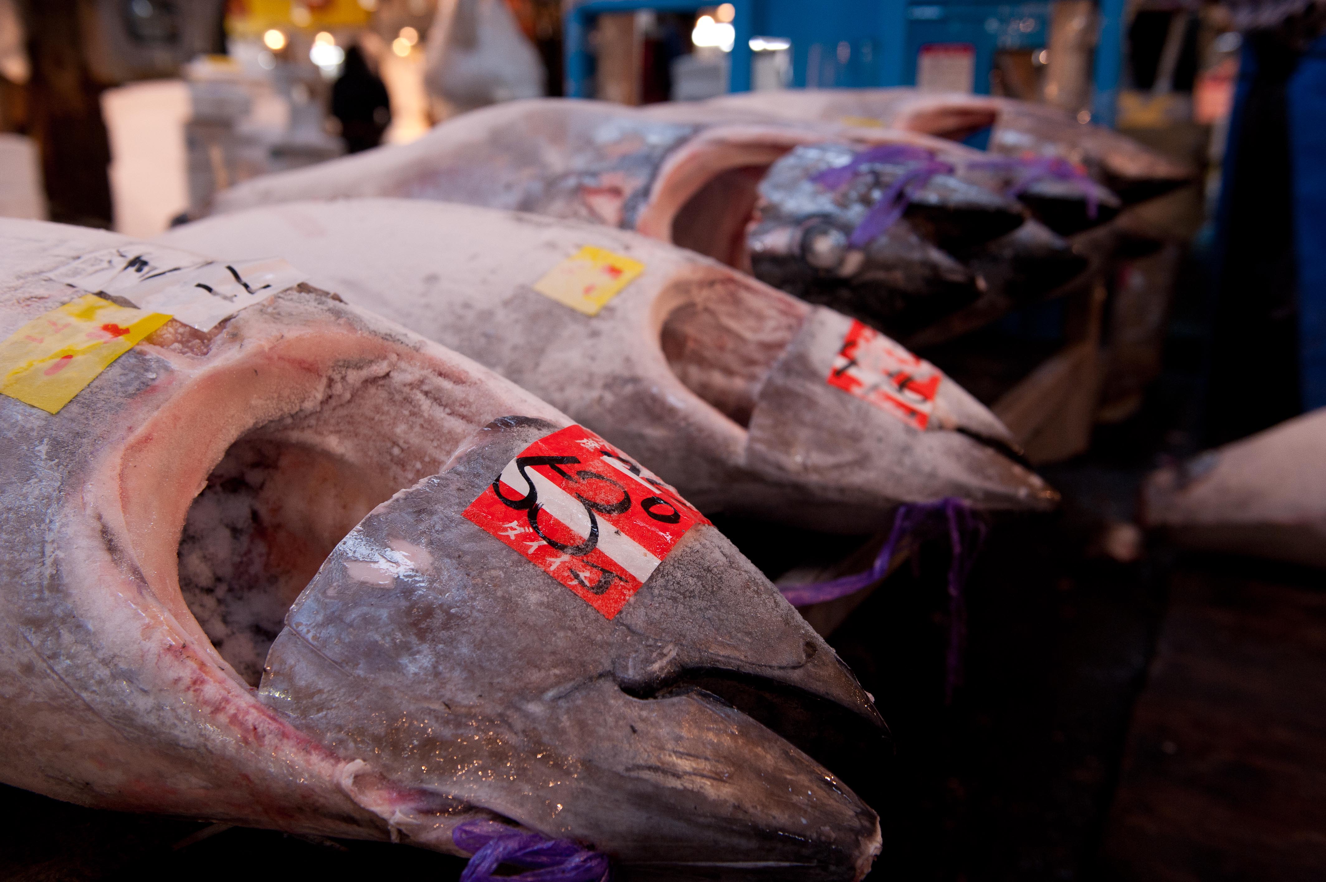 Рыба 200 кг. Тунец 200 кг. Тунец рыба 200 кг. Bluefin Tuna.