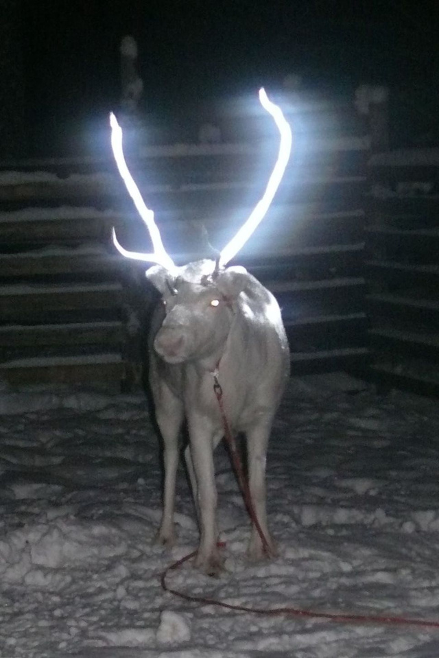 To Avoid Deer Strikes, Finland Is Painting Deer Antlers With Reflective  Paint, Smart News