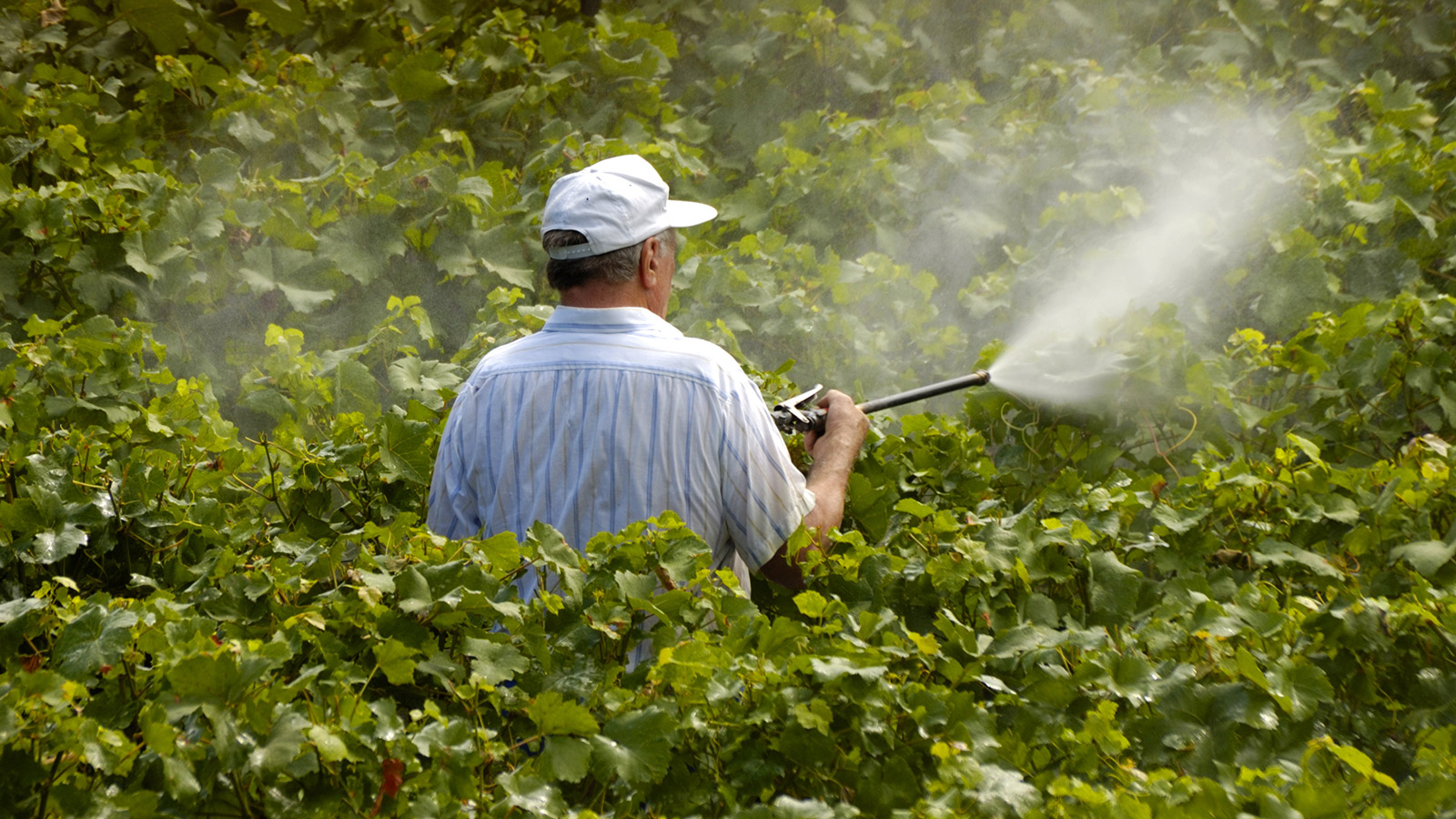 EPA's new pesticide rules Will they make a difference?