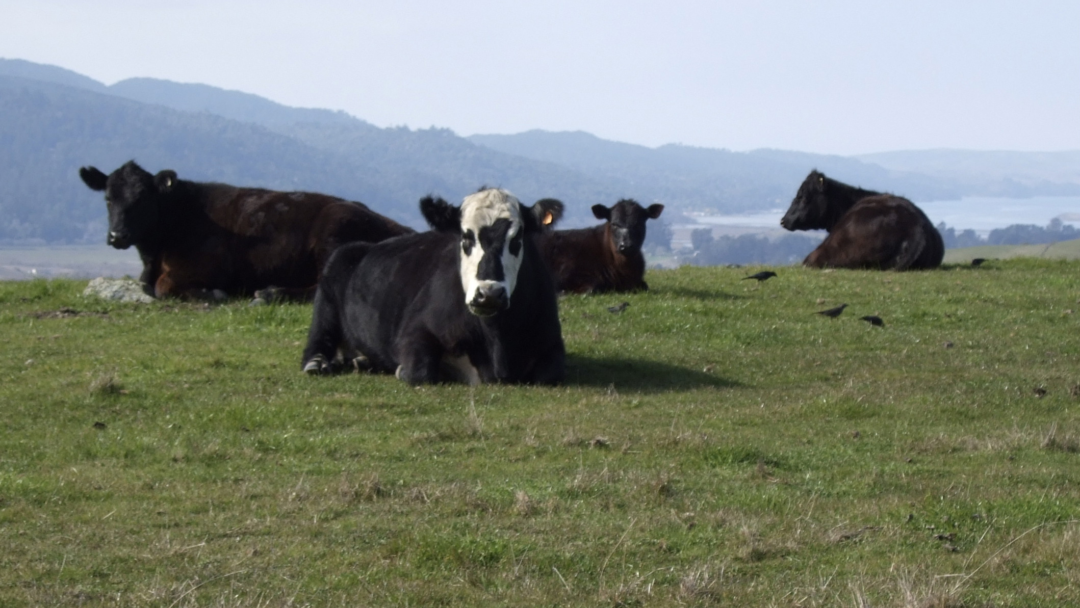 How big meat recalls hurt small cattle ranches | Grist