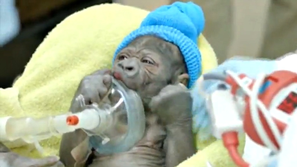 Baby gorilla born via C-section is both cute and freaky-looking | Grist