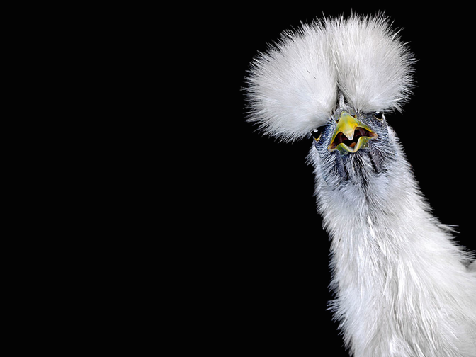 These beauty pageant contestants are chickens | Grist