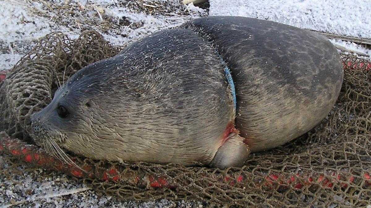 Entangled ring seal.