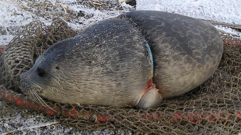 Entangled ring seal.
