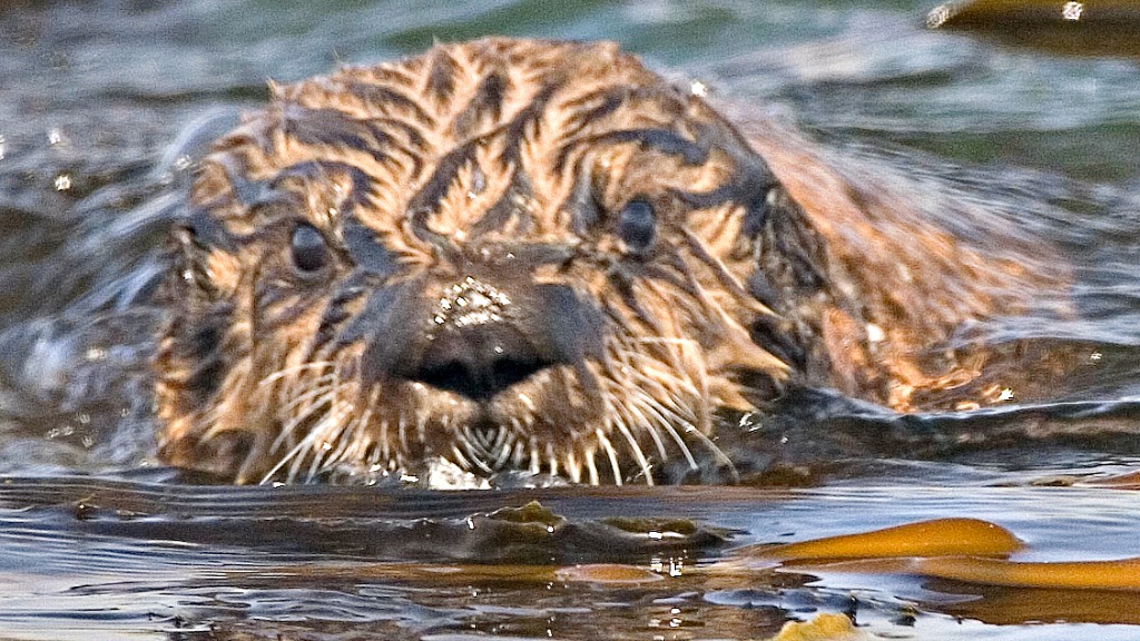 Oil Spill Otters