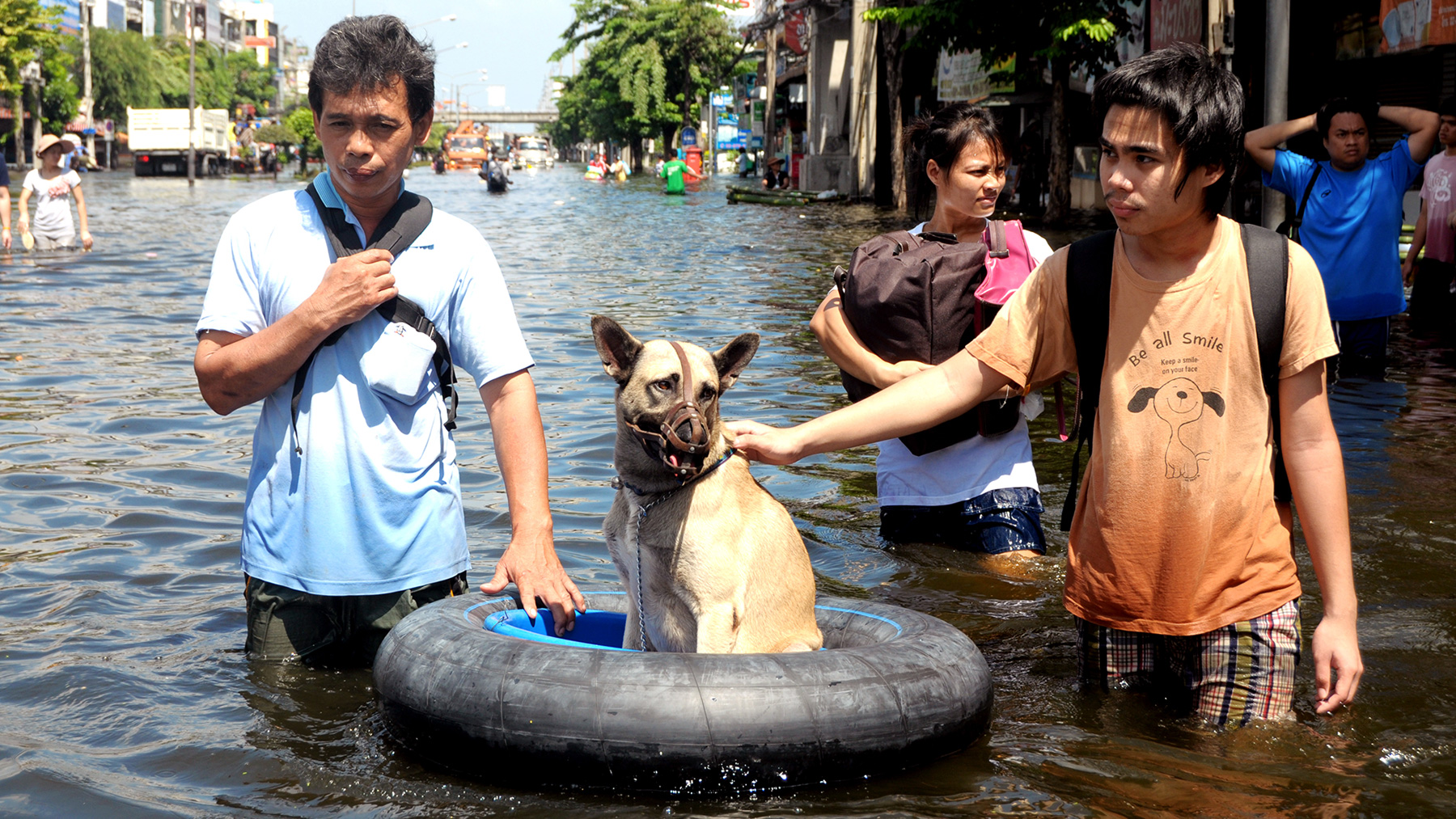 Citizens rescue a dog from the flood of November 2, 2011 in Bangkok, Thailand.