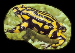 The critically endangered Australian corroboree frog.