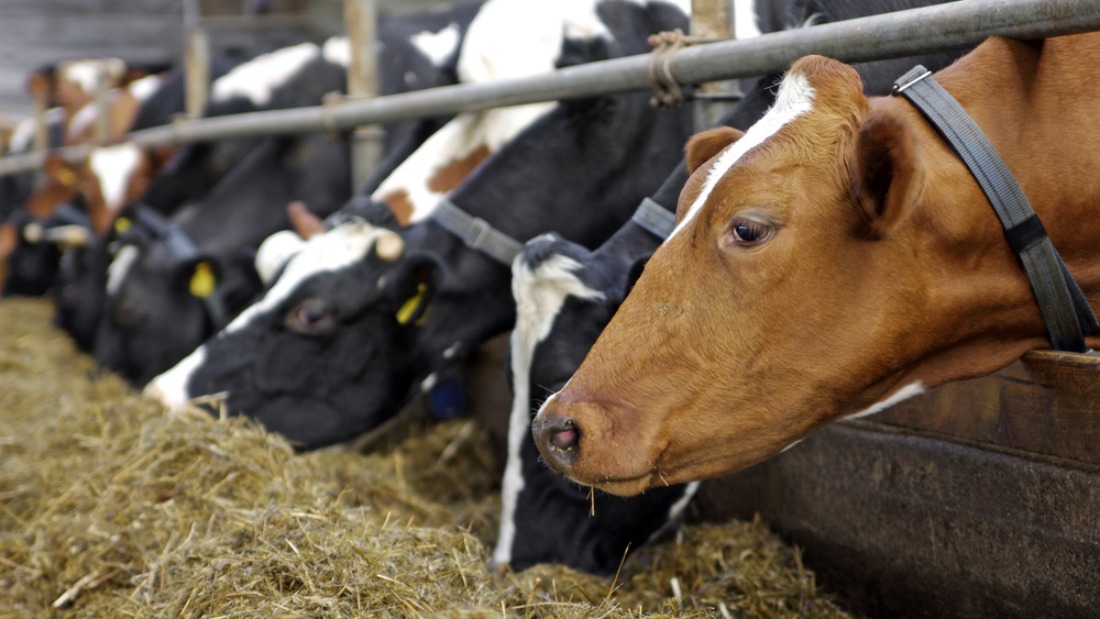 cattle feed and climate change