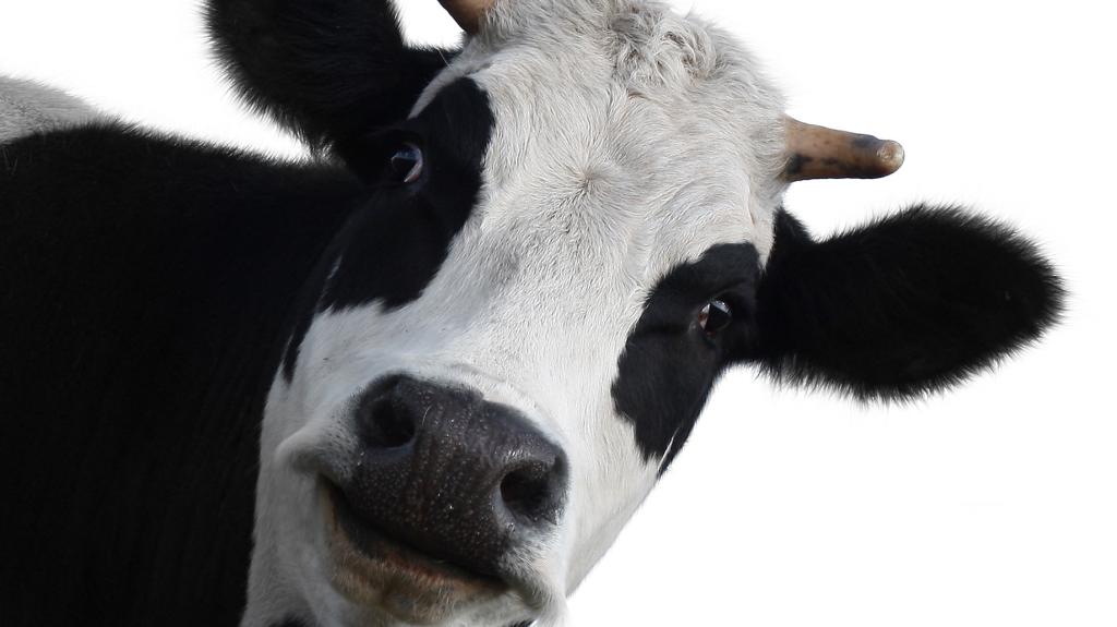 how does a cow cause an oil spill?