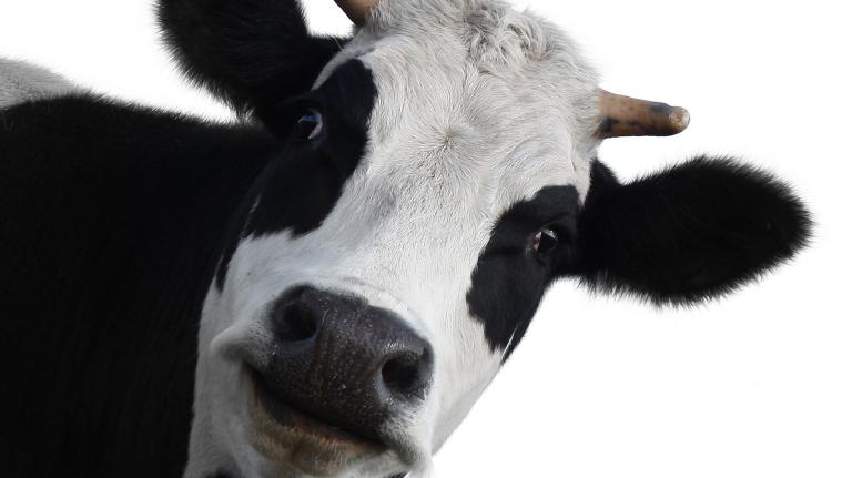 how does a cow cause an oil spill?