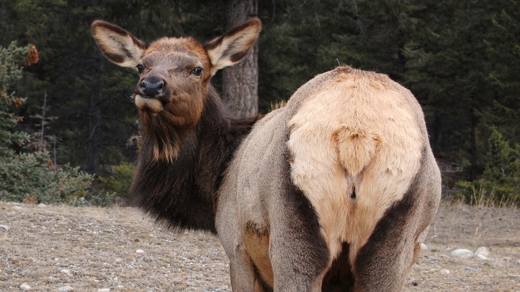 Ask Umbra Which is lighter on the land, wild game or farmed meat? Grist