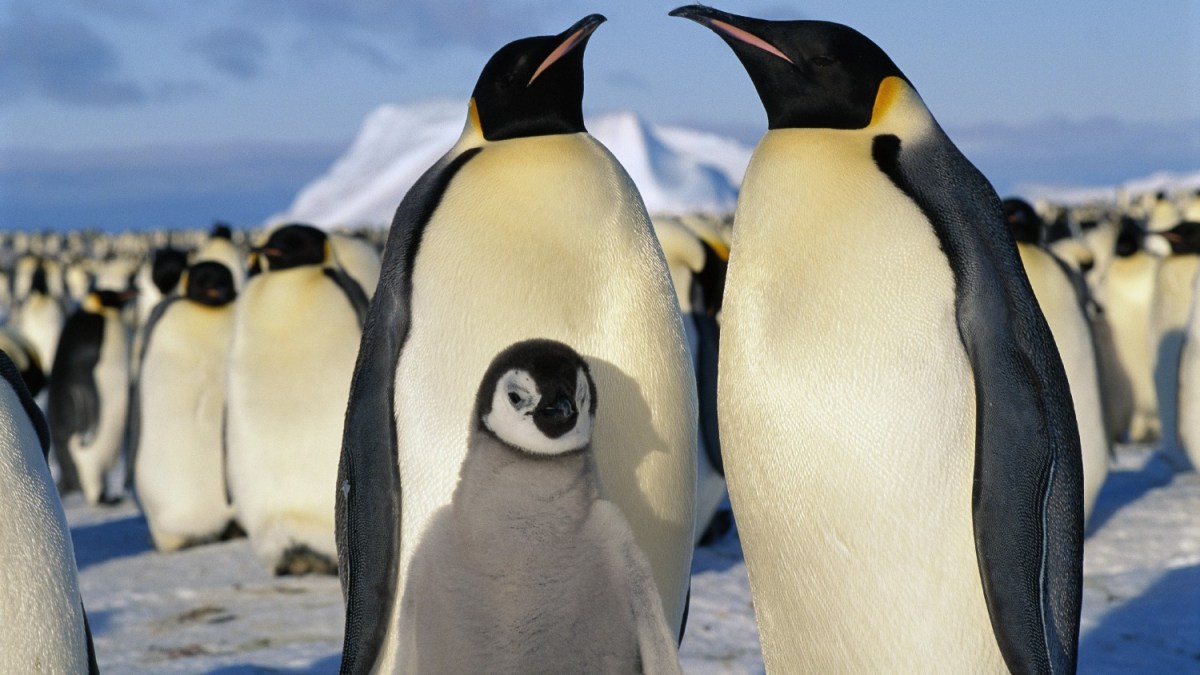 Climate Change Making Emperor Penguins Feet A Lot Less Happy Grist