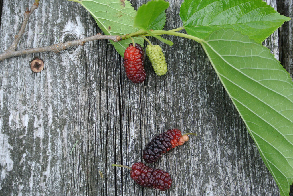 How To Forage For Wild Berries Grist