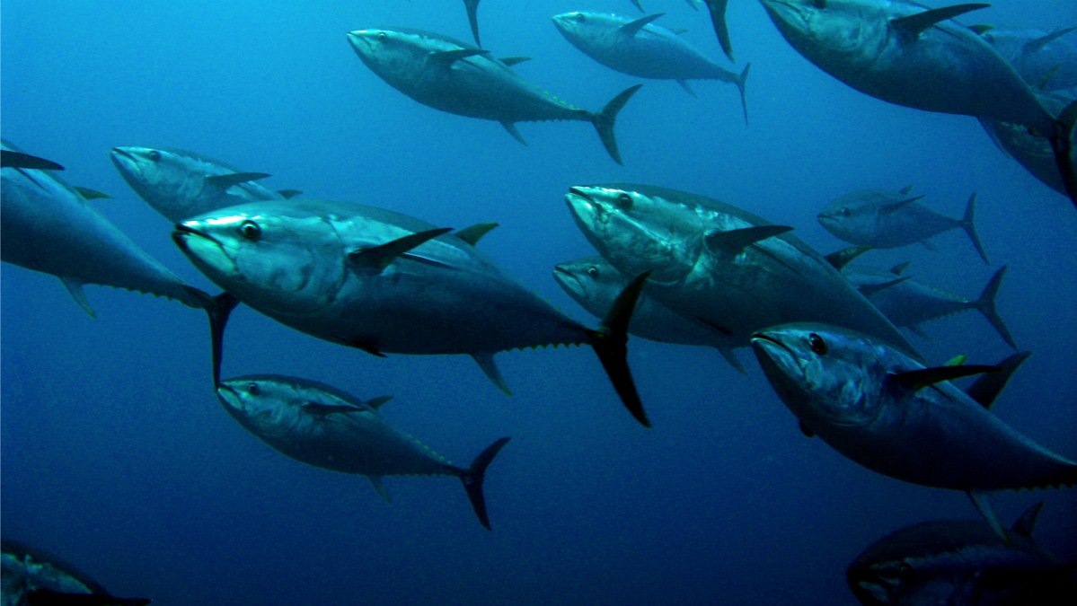 Farming bluefin tuna might be out of our depths Grist