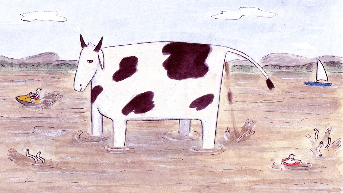 Vermont’s dirty secret: Free-ranging cows are crapping in the water