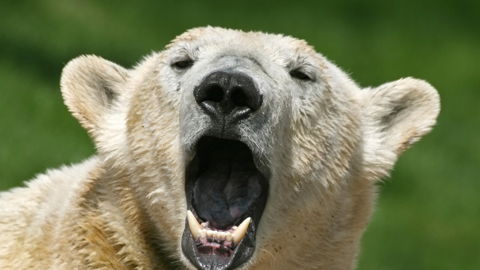 arctic polar bear eating