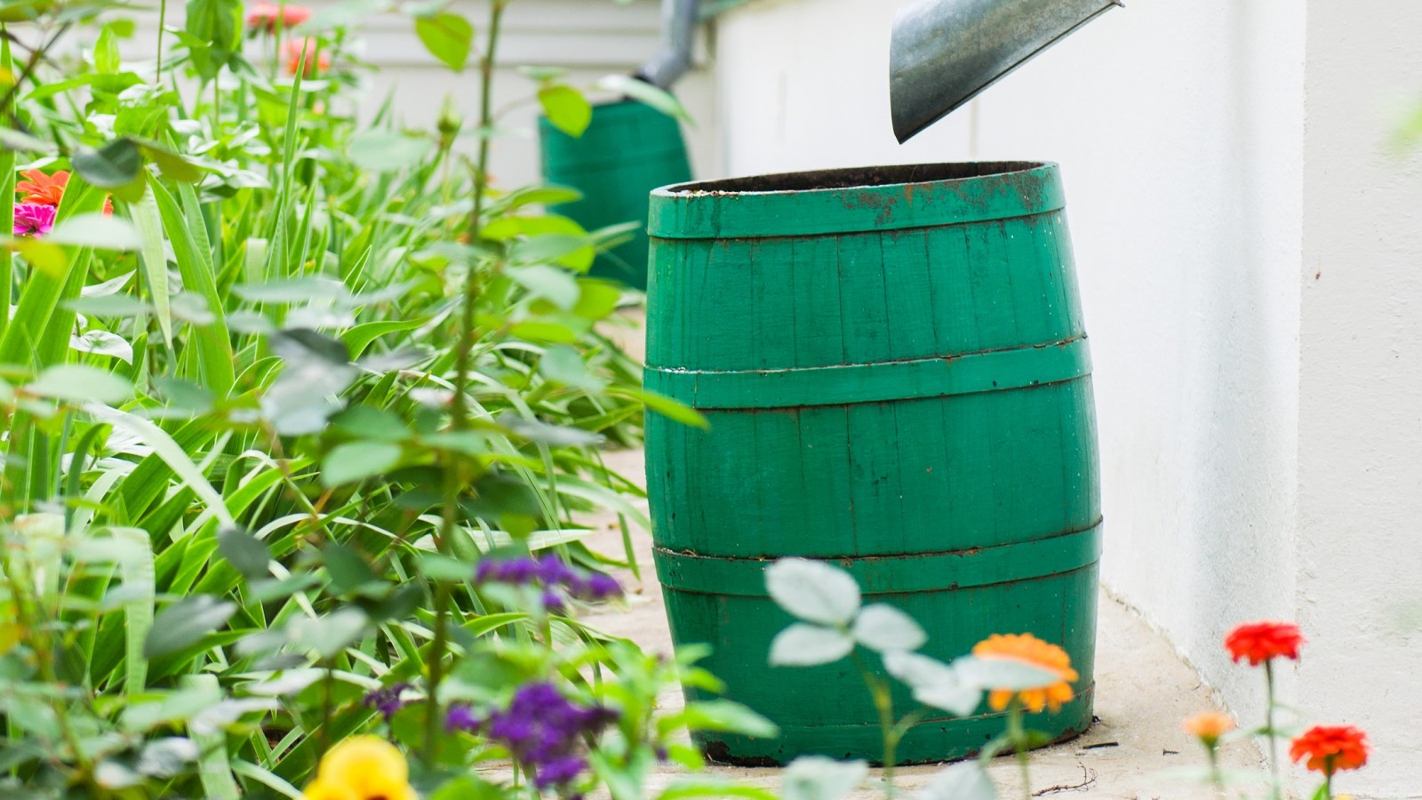 Water Veggies From My Rain Barrels, Is Rain Barrel Water Safe For Vegetable Garden