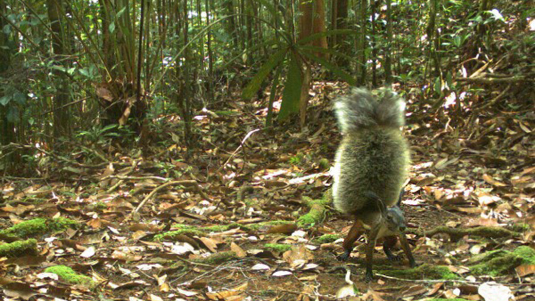 Borneo’s adorable vampire squirrel is threatened by deforestation | Grist