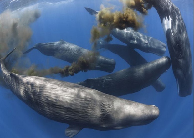 whale-poop-may-help-fight-climate-change-grist