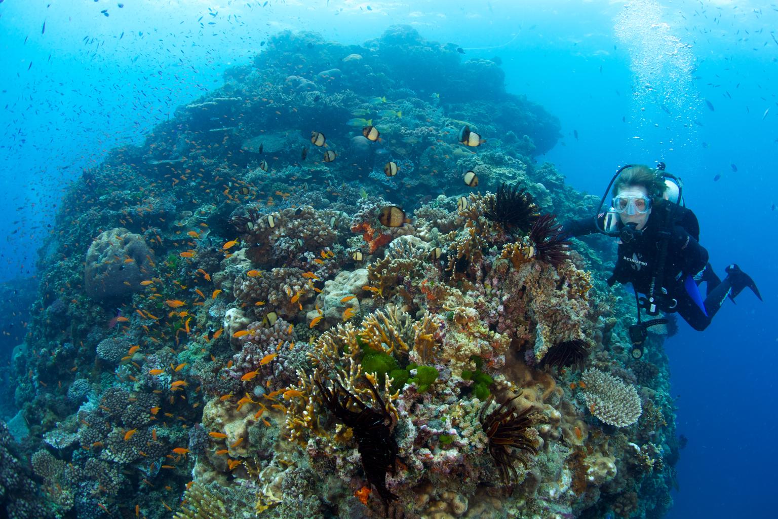 This woman has spent almost a year underwater. Here's why she's your ...