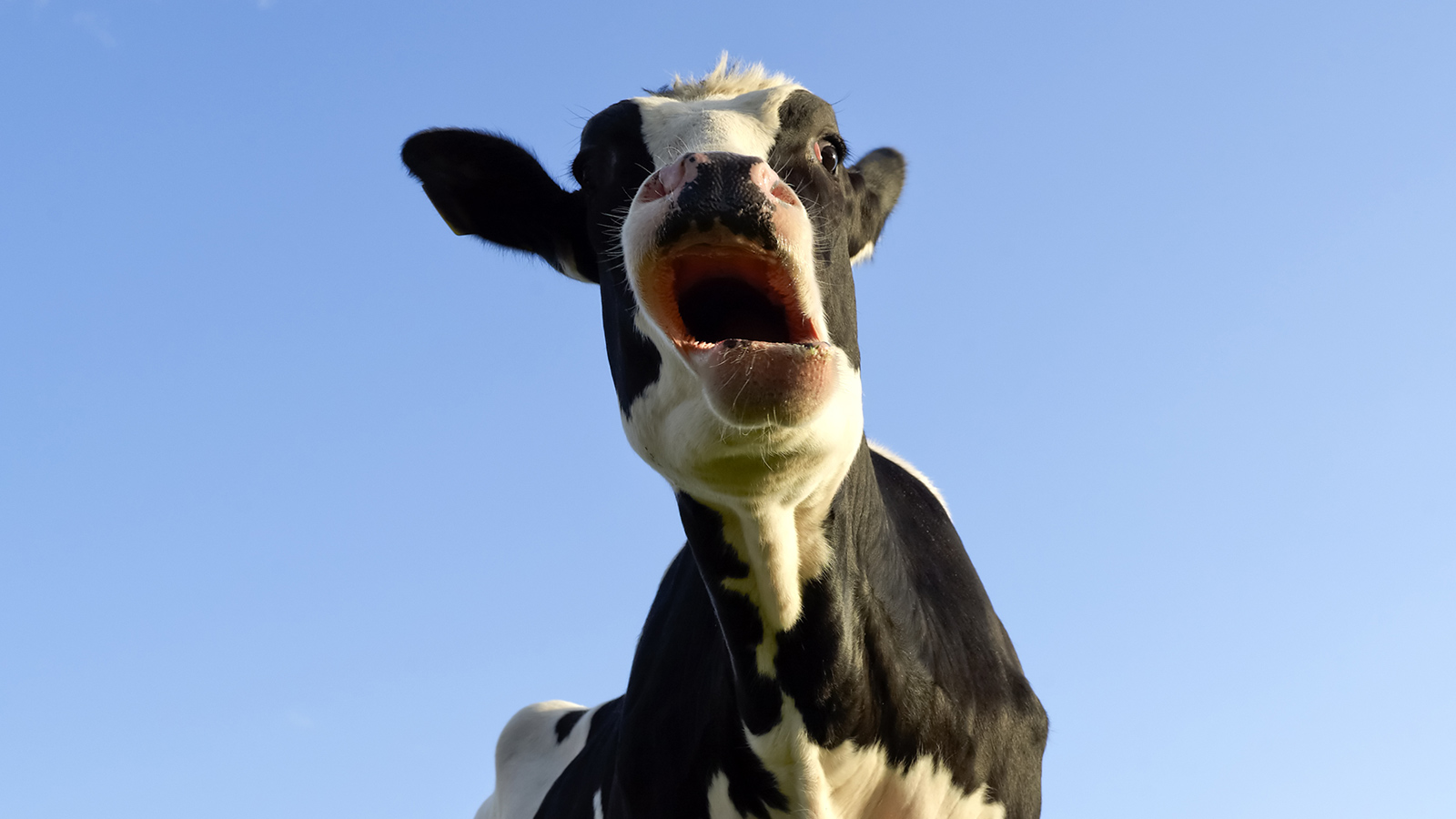 The Hidden Impact Of 93 Million Cows On Americas Health Econo Cowed 