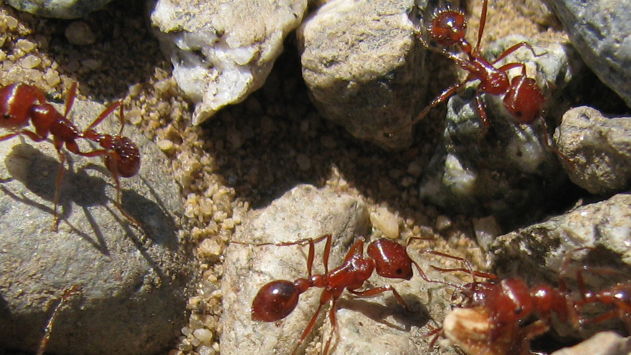 red havester ants