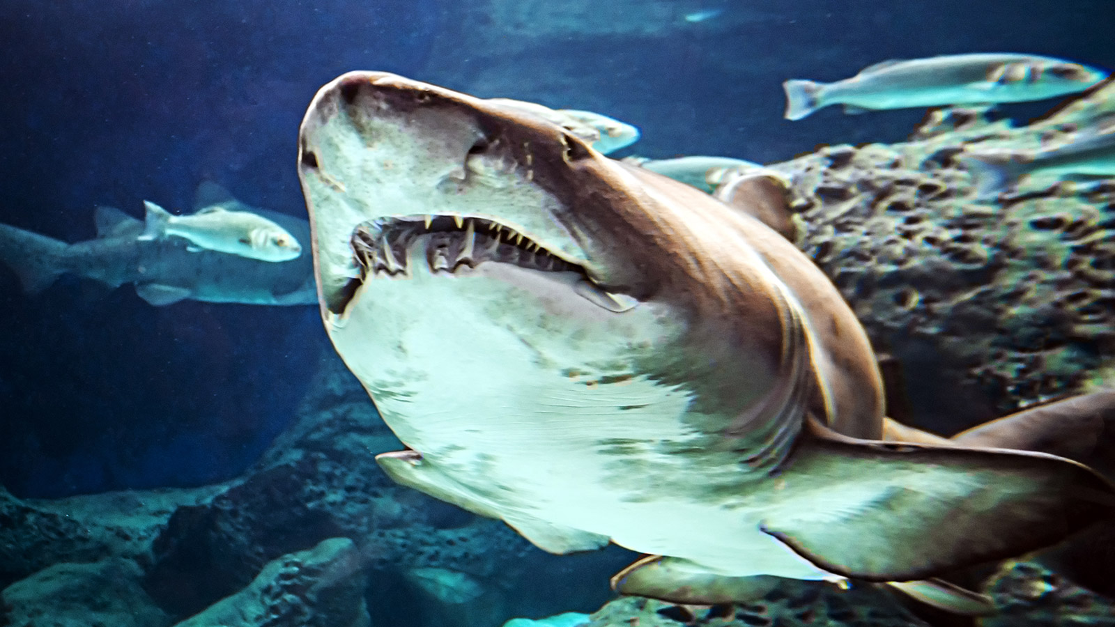 Skip the Shark Week mockumentaries and watch real sharks on these live cams instead.