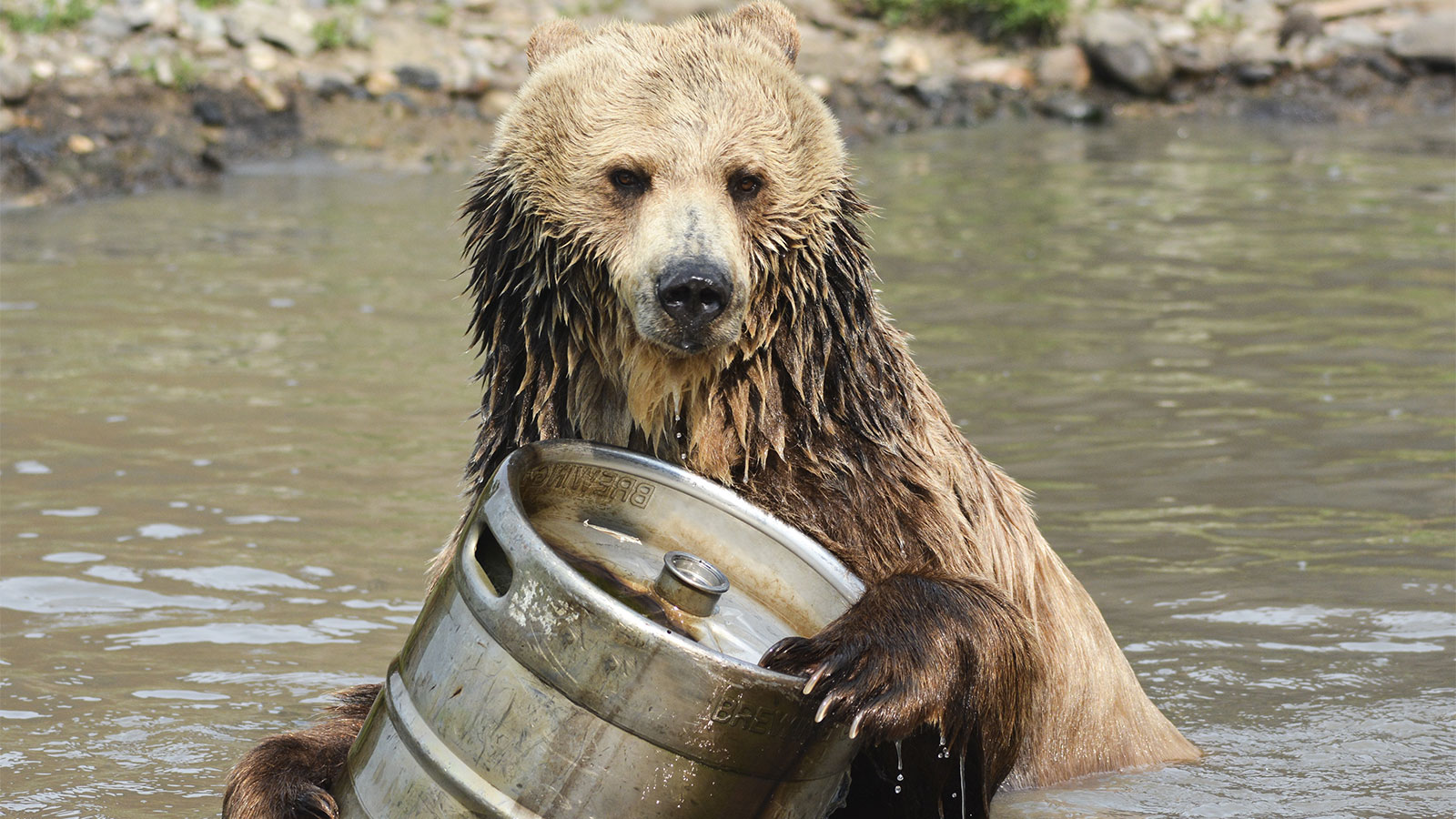 Bear with beer
